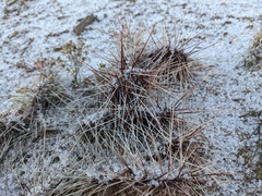 Opuntia polyacantha