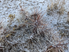 Opuntia polyacantha
