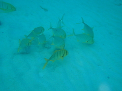Gnathanodon speciosus