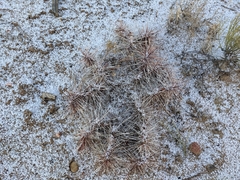 Opuntia polyacantha