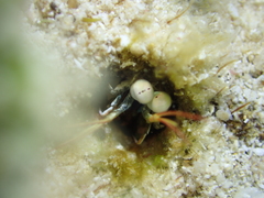 Stomatopoda