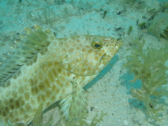 Epinephelus bilobatus