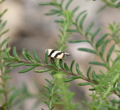 Zonopetala divisella