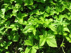 Rubus saxatilis