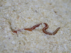 Phyllodocidae