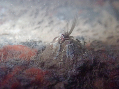 Megabalanus californicus