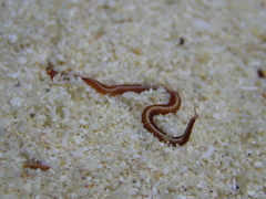Phyllodocidae