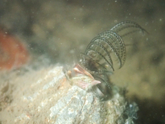 Megabalanus californicus