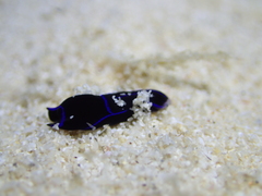 Chelidonura