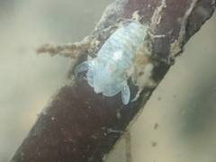 Exosphaeroma