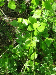 Rubus saxatilis