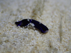 Chelidonura