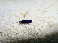 Chelidonura