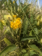 Crotalaria novae-hollandiae