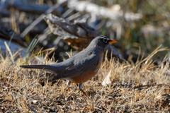 Turdus migratorius