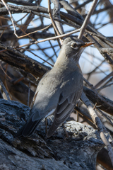 Turdus migratorius