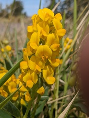 Crotalaria novae-hollandiae