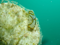Chelidonura pallida