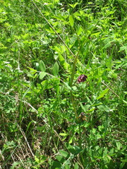 Lathyrus pisiformis