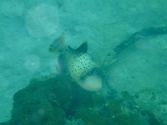 Pseudobalistes flavimarginatus