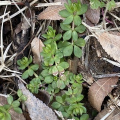 Sherardia arvensis