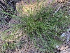 Platysace heterophylla heterophylla