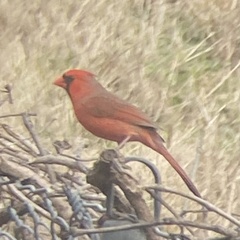 Cardinalis cardinalis