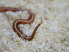 Phyllodocidae