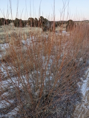 Salix exigua