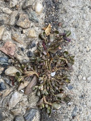 Portulaca oleracea