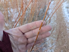 Salix exigua