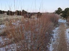 Salix exigua