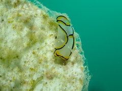 Chelidonura pallida