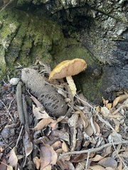 Austroboletus occidentalis