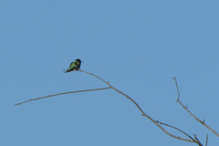 Calypte anna