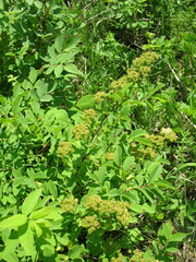 Spiraea media