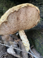 Austroboletus occidentalis