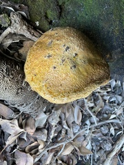 Austroboletus occidentalis