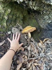 Austroboletus occidentalis