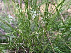 Platysace heterophylla heterophylla