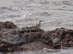 Numenius phaeopus phaeopus