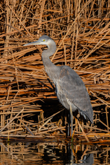 Ardea herodias