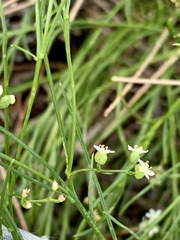 Platysace heterophylla heterophylla