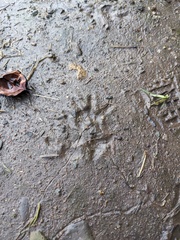 Didelphis virginiana