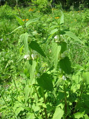 Lamium album