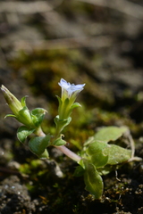 Gentiana tenuissima