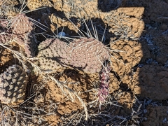 Opuntia polyacantha