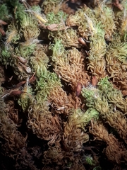 Macromitrium grossirete