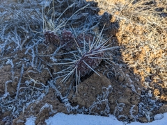 Opuntia polyacantha