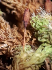 Macromitrium grossirete